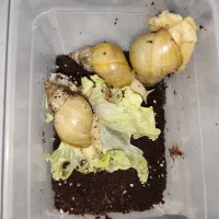 حلزون اچاتینا