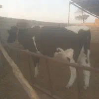 تلیسه زایمان اول بدون گوساله|حیوانات مزرعه|رشتخوار, |دیوار