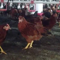 نیمچه دو و سه و چهار ماهه و مرغ تخمگذار