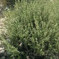 آویش شیرازی درجه یک