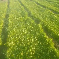 نهال کاهو|خدمات باغبانی و درختکاری|خان ببین, |دیوار