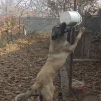 سگ عراقی از باغ دزدیده شده|حیوانات|ارومیه, |دیوار