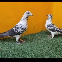 انواع کفتر جهرم|پرنده|شیراز, درکی|دیوار