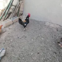 خروس جوان و سالم و سرحال|حیوانات مزرعه|شاهین دژ, |دیوار