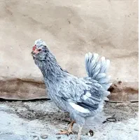 تخم مرغ و جوجه و مرغ و خروس گلین محلی ریش منگوله|حیوانات مزرعه|شیراز, گل سرخ|دیوار