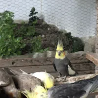 طوطی عروس فروش فوری|پرنده|قائم‌شهر, |دیوار