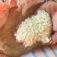 برنج هاشمی درجه ۱ آستانه|خوردنی و آشامیدنی|مشهد, سجادیه|دیوار