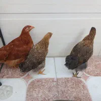 مرغ|حیوانات مزرعه|خرمشهر, |دیوار