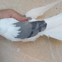 ماده نواتی سرخ ماده شونی ماده یکت