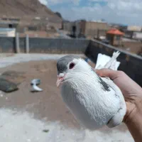 ماده نقره ای واز پاک پاک