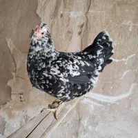 تخم گلین ، آرکانا نطفه دار|حیوانات مزرعه|سبزوار, ایزی شهر|دیوار