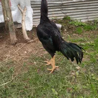 جوجه خروس لاری ۶ماه ۱۰ روزه|حیوانات مزرعه|سنگر, |دیوار