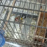 پرنده دونه خور سالم  گل بلند  جوجه سهره نر
