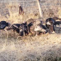 بوقلمون درشت وسرحال|حیوانات مزرعه|قیدار, |دیوار