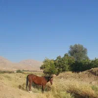 مادیان ۳ سال کاملا سالم