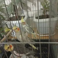 عروس هلندی|پرنده|زاینده رود, |دیوار