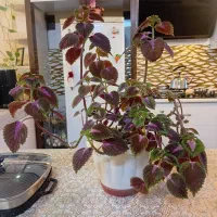 گل طبیعی|گل و گیاه طبیعی|مشهد, عبادی|دیوار