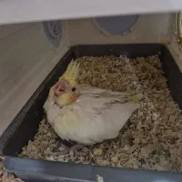 جوجه عروس هلندی لوتینو