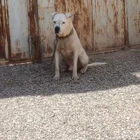 سگ داگو آرژانتینو نر و ماده