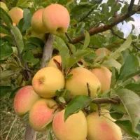 سیب صادراتی درجه یک|عمده‌فروشی|سمیرم, |دیوار