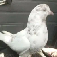 کفتر نر