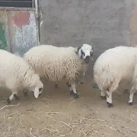 بره نامناسب کشتن