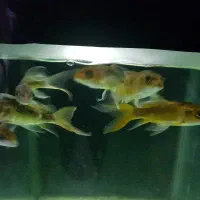 یک عدد آکواریوم همراه با وسایل