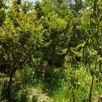 400-متر-باغچه-چهار-دیواری-لوکیشن-خوب