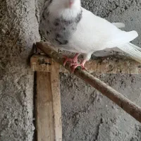 توقی|پرنده|باوی, |دیوار