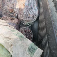 خرمای تازه و خوب|خوردنی و آشامیدنی|جاسک, |دیوار