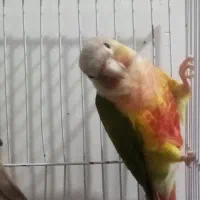 جفت گرینچیک. کوتوله یووینگ جفت ملنگو|پرنده|مشهد, نظام دوست|دیوار