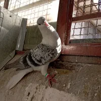 زاغ دم‌سفید نر چپ ساده مقبول