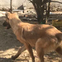 سه عددسگ یک عددتوله الابای