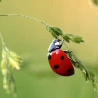 تدریس خصوصی زیست شناسی و علوم