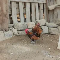 مرغ و خروس چینی