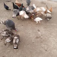 بوقلمون|حیوانات مزرعه|گنبد کاووس, |دیوار