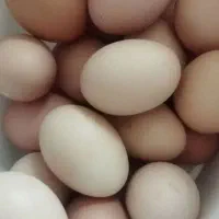 تخم نطفه دار صفحه 500