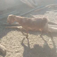 بزوگوسفند|حیوانات مزرعه|زهک, |دیوار