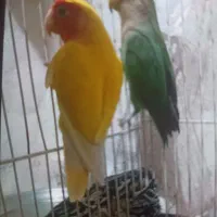 پرنده
