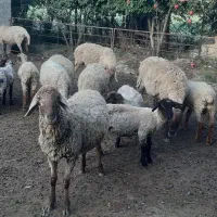 فروش بره نر و مادا سافولک|حیوانات مزرعه|گرگان, |دیوار