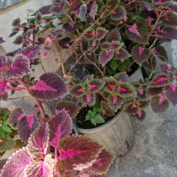 گل حسن یوسف و باباادم و پوتوس و سانسوریا|گل و گیاه طبیعی|رحیمآباد, |دیوار