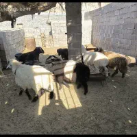 فروش بره نر پرواری حدود ۶۰ کیلویی