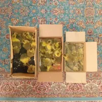 جوجه غاز|حیوانات مزرعه|گلوگاه بابل (گلیا), |دیوار