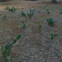 میوه ،برگ و نهال  اپونتیا کاکتوس|عمده‌فروشی|کیاشهر, |دیوار