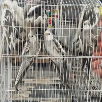 عروس هلندی|پرنده|مشهد, فرهنگیان (شهرک غرب)|دیوار