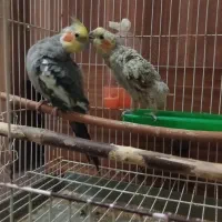 دو عدد عروس هلندی با قفس