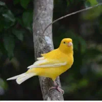 قناری مشکی نر مست