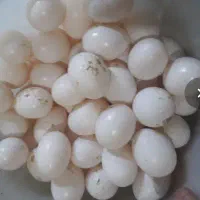 کبوتر وتخم کبوتر