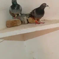 کبوتر پلاکی اصل|پرنده|اهر, |دیوار