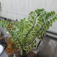 گل اپارتمانی|گل و گیاه طبیعی|کرمانشاه, |دیوار